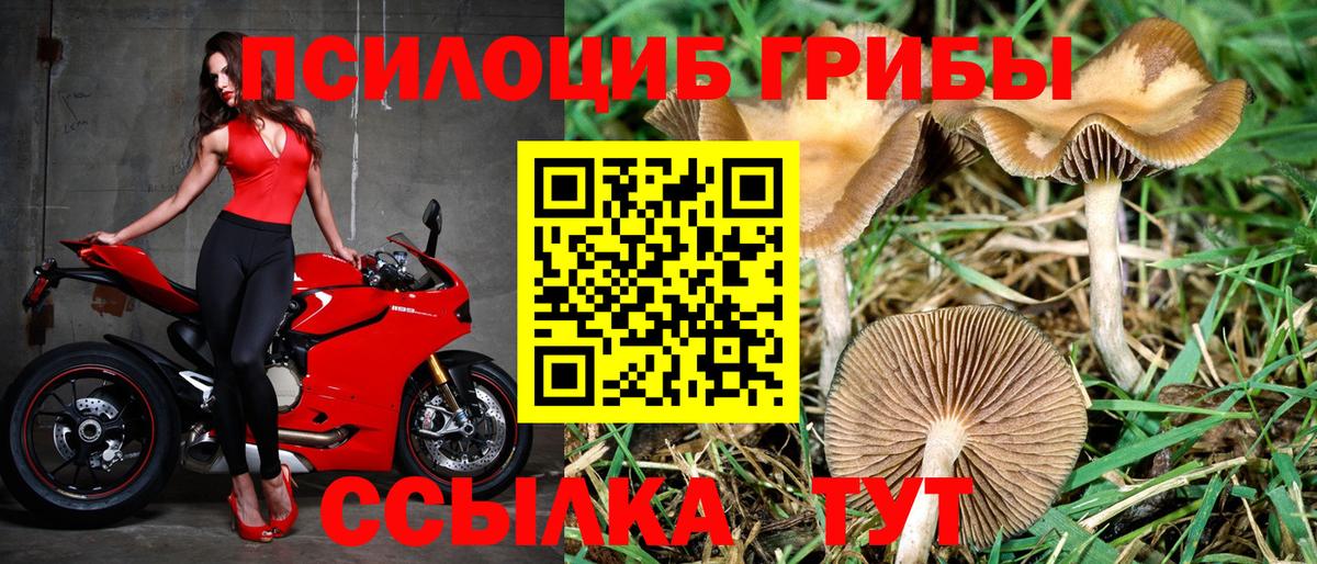 Галлюциногенные грибы Psilocybe Партизанск